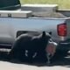 black bear breaking into car colorado