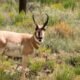 colorado parks and wildlife strategic plan public comment