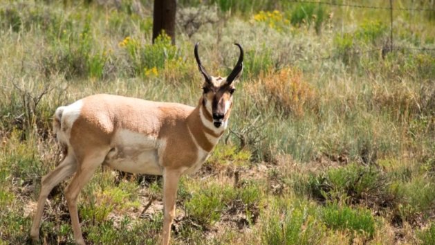 colorado parks and wildlife strategic plan public comment