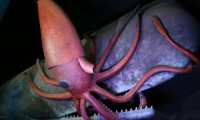 colossal squid deep sea live sighting wikimedia