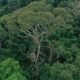dipteryx oleifera tree panama lightning