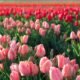 foster park tulips full bloom 2025 wikimedia