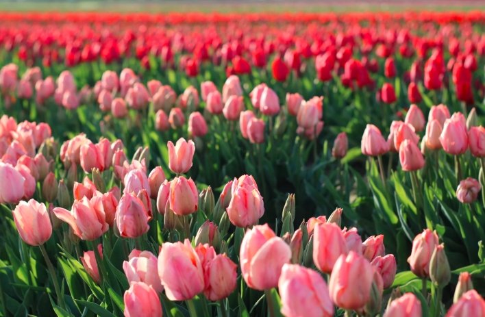 foster park tulips full bloom 2025 wikimedia