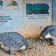 peregrine falcon chick fort wayne I&M building 2025