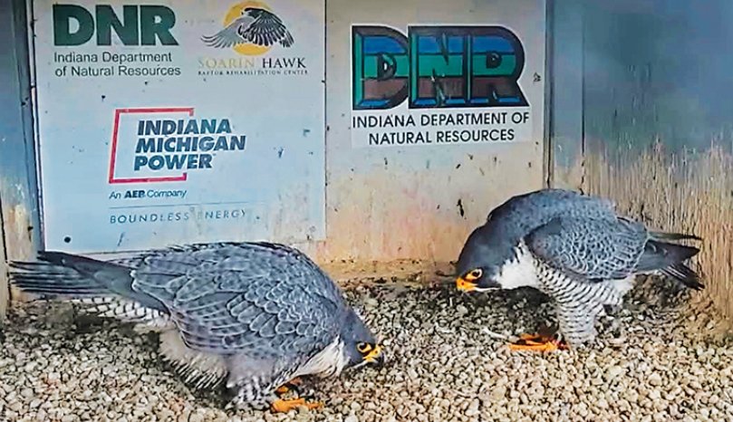 peregrine falcon chick fort wayne I&M building 2025