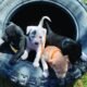 roice hurst humane society kitten donation grand junction 2025