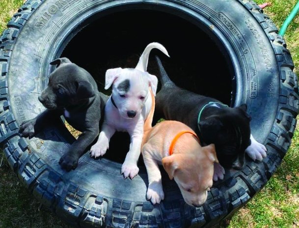 roice hurst humane society kitten donation grand junction 2025