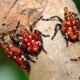 spotted lanternfly Indiana tree-of-heaven egg mass red nymph pest damage