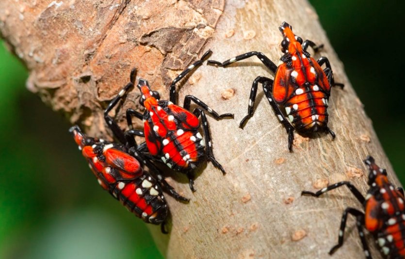 spotted lanternfly Indiana tree-of-heaven egg mass red nymph pest damage