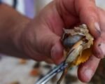 tyrian-purple-dye-factory-tel-shiqmona-sea-snail