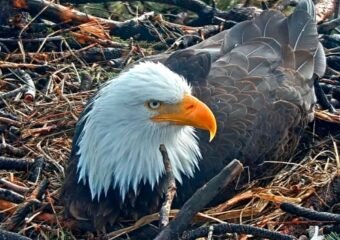 Eagle County witness security footage