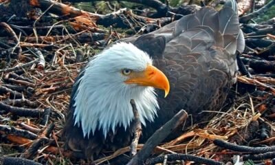 Eagle County witness security footage