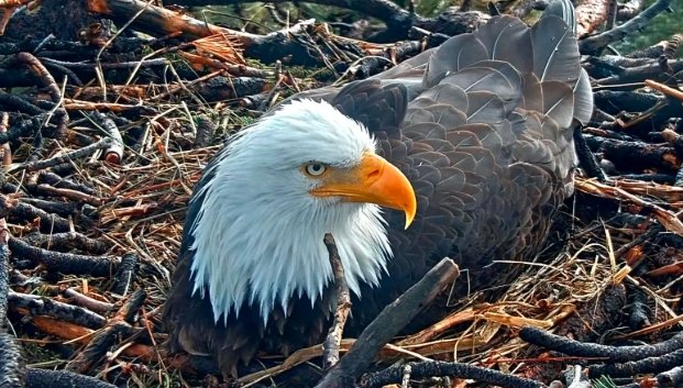 Eagle County witness security footage