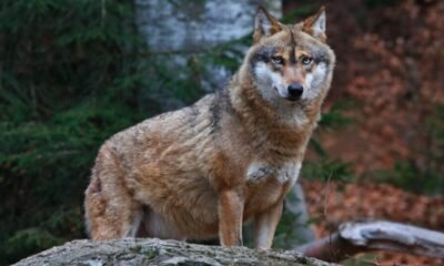 European gray wolf Normandy sighting France Canis lupus lupus