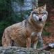European gray wolf Normandy sighting France Canis lupus lupus