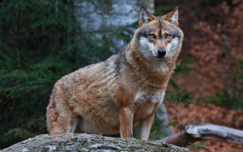 European gray wolf Normandy sighting France Canis lupus lupus