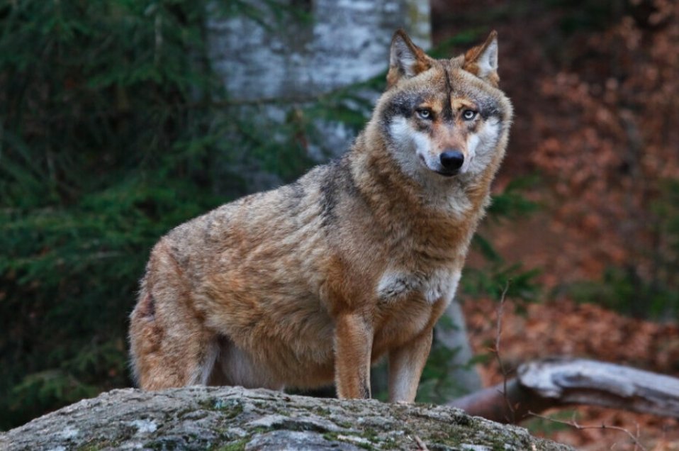 European gray wolf Normandy sighting France Canis lupus lupus