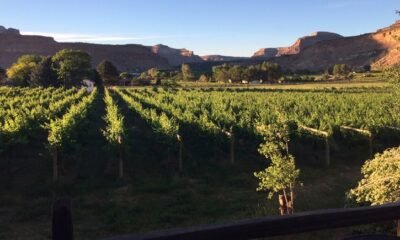 Palisade drought 2025, Colorado vineyard irrigation,