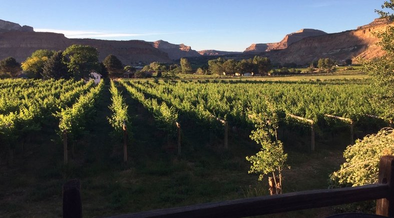 Palisade drought 2025, Colorado vineyard irrigation,