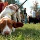 Utah dog rescue adoption event