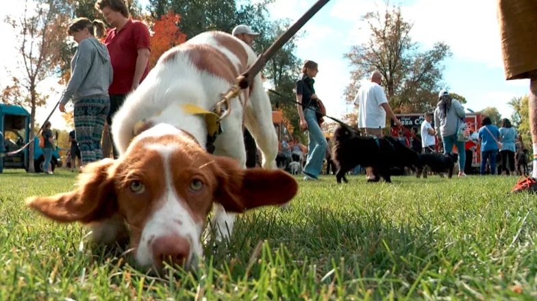 Utah dog rescue adoption event