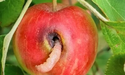 codling moth larvae apple, pheromone trap orchard