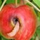 codling moth larvae apple, pheromone trap orchard
