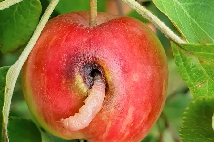 codling moth larvae apple, pheromone trap orchard