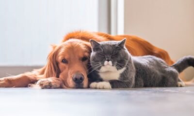 fort wayne animal care and control shelter cats