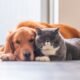 fort wayne animal care and control shelter cats