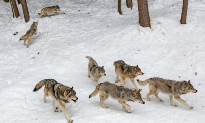 gray wolf colorado british columbia reintroduction