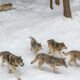 gray wolf colorado british columbia reintroduction