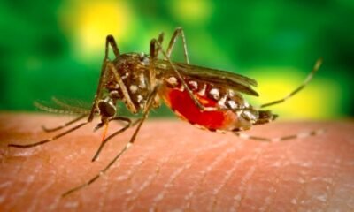 mosquito control treatment Grand Junction Colorado