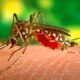 mosquito control treatment Grand Junction Colorado