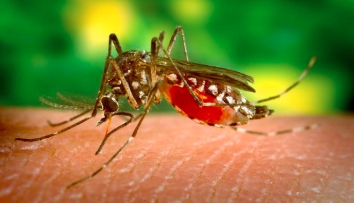 mosquito control treatment Grand Junction Colorado