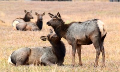piebald elk Colorado 2025 Estes Park rare animal CPW