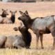 piebald elk Colorado 2025 Estes Park rare animal CPW