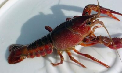 rusty crayfish Colorado