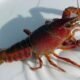 rusty crayfish Colorado