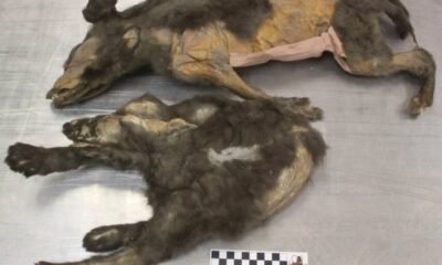 14000 year old siberian wolf pups permafrost