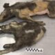 14000 year old siberian wolf pups permafrost