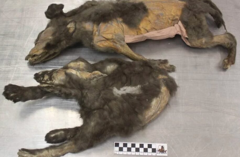 14000 year old siberian wolf pups permafrost