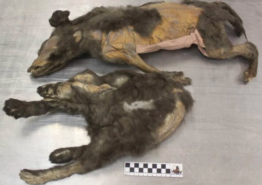 14000 year old siberian wolf pups permafrost