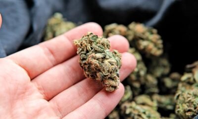 Colorado cannabis recall, marijuana pesticide contamination