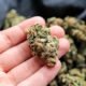 Colorado cannabis recall, marijuana pesticide contamination
