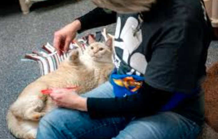 Grand Junction Cat Café, Colorado cat adoption café