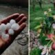 Grand Junction hailstorm damage, Okagawa Farms hail,