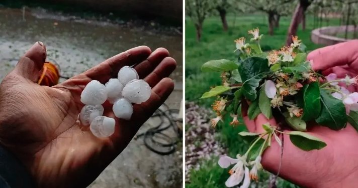 Grand Junction hailstorm damage, Okagawa Farms hail,