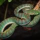 Najash rionegrina ancient snake fossil skull Argentina
