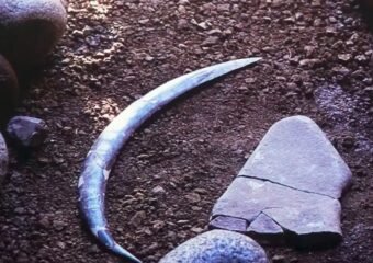 Obłazowa Cave mammoth tusk boomerang fossil Poland